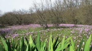 The Spring blossoms in Strandzha Mountain