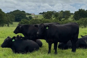 Brisbane: Byron Bay Day Tour - Lighthouse Sunset & The Farm
