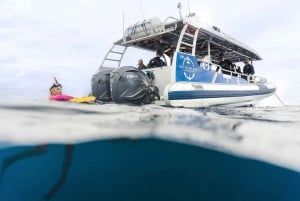 Brunswick Heads: Tour di Byron Bay con snorkeling a Julian Rocks