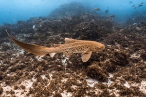 Brunswick Heads: Snorkeling Byron Bay Tour at Julian Rocks