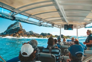 Brunswick Heads: Snorkeling Byron Bay Tour at Julian Rocks