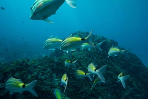 Brunswick Heads: Snorkeling Byron Bay Tour at Julian Rocks