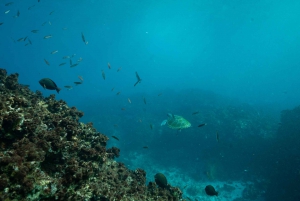 Brunswick Heads: Snorkeling Byron Bay Tour at Julian Rocks