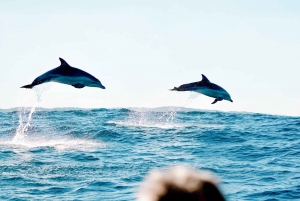 Brunswick Heads: Snorkeling Byron Bay Tour at Julian Rocks