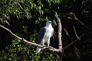 Brunswick River: Morning Eco Rainforest River Cruise