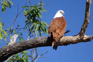 Brunswick River: Sunset Eco Rainforest River Cruise