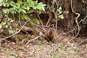 Byron Bay: Cape Byron Lighthouse Guided Sunrise Tour