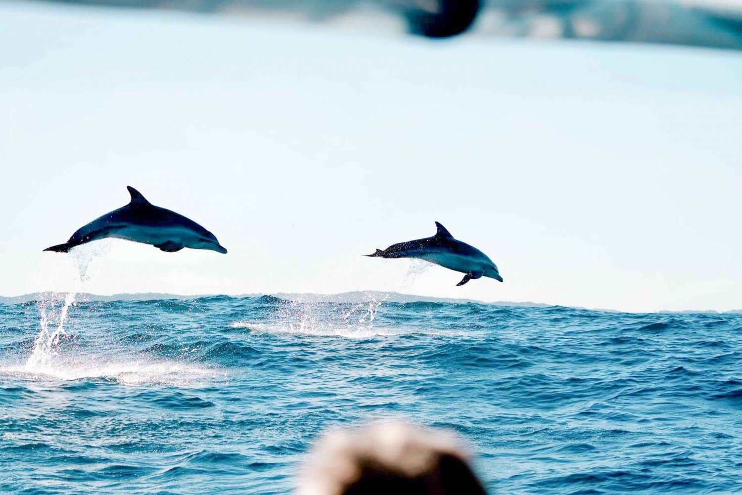 Cruise med Dolphins Tour