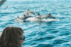 rondvaart met dolfijnen