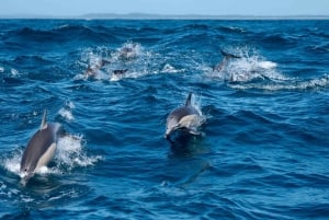 Kreuzfahrt mit Delfinen Tour