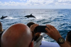 Kreuzfahrt mit Delfinen Tour