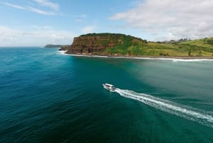 Byron Bay: Cruise med Dolphins Tour