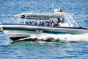 Cruise with Dolphins Tour