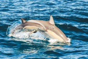 Kryssning med delfiner
