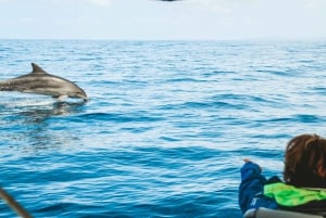 passeio de cruzeiro com golfinhos