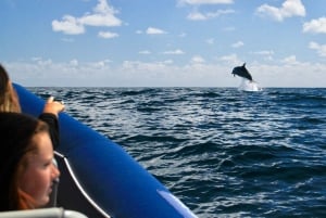 rondvaart met dolfijnen