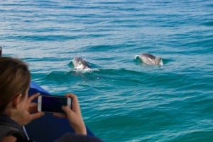 Kryssning med delfiner