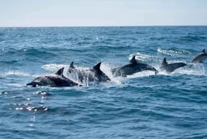 Cruise med delfiner Tour