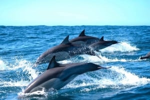passeio de cruzeiro com golfinhos