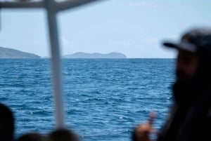 Byron Bay: Cruise with Dolphins Tour