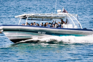 Byron Bay: Cruise with Dolphins Tour