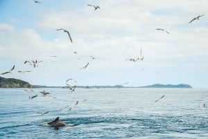 Byron Bay: Cruise with Dolphins Tour