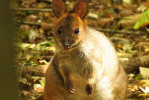 Byron Bay: Full-Day Wildlife Safari