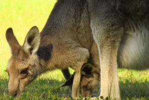Byron Bay: Full-Day Wildlife Safari