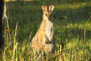 Byron Bay: Full-Day Wildlife Safari
