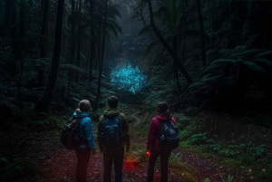 Байрон Бэй: Светящиеся черви, водопады и тропические леса