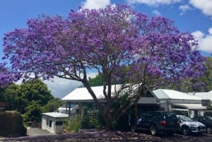 Byron Bay: Hinterland and Bangalow Full-Day Guided Tour