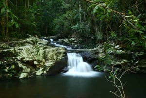 Byron Bay: Hinterland Magic and Glow-Worm Experience