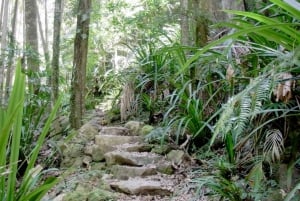 Byron Bay Bakland: Nationalpark och vattenfall
