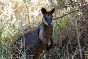 Byron Bay Hinterland: National Park and Waterfalls Tour