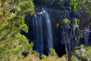 Byron Bay Hinterland: National Park and Waterfalls Tour