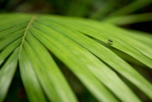Byron Bay Hinterland: National Park and Waterfalls Tour