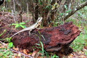 Byron Bay Hinterland: National Park and Waterfalls Tour