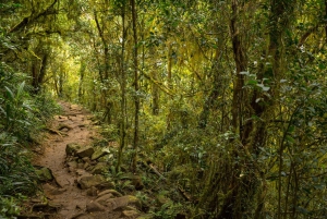 Byron Bay Hinterland: National Park and Waterfalls Tour