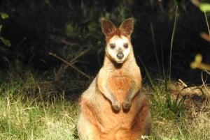 Byron Bay: Kayak and Hike Eco-Tour with Waterfall Swim