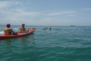 Byron Bay: Kayak with Dolphins Tour