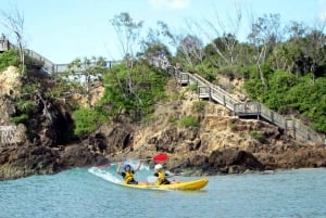 Byron Bay: Kayak with Dolphins Tour