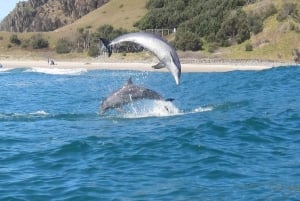 Byron Bay: Kayak with Dolphins Tour