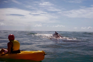 Byron Bay: Kayak with Dolphins Tour