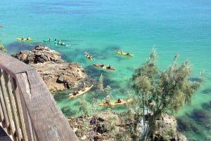 Byron Bay: Kayak with Dolphins Tour