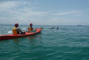 Byron Bay: Kayak with Dolphins Tour