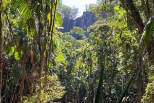 Byron Bay: Minyon Falls - Gå på opdagelse i regnskoven