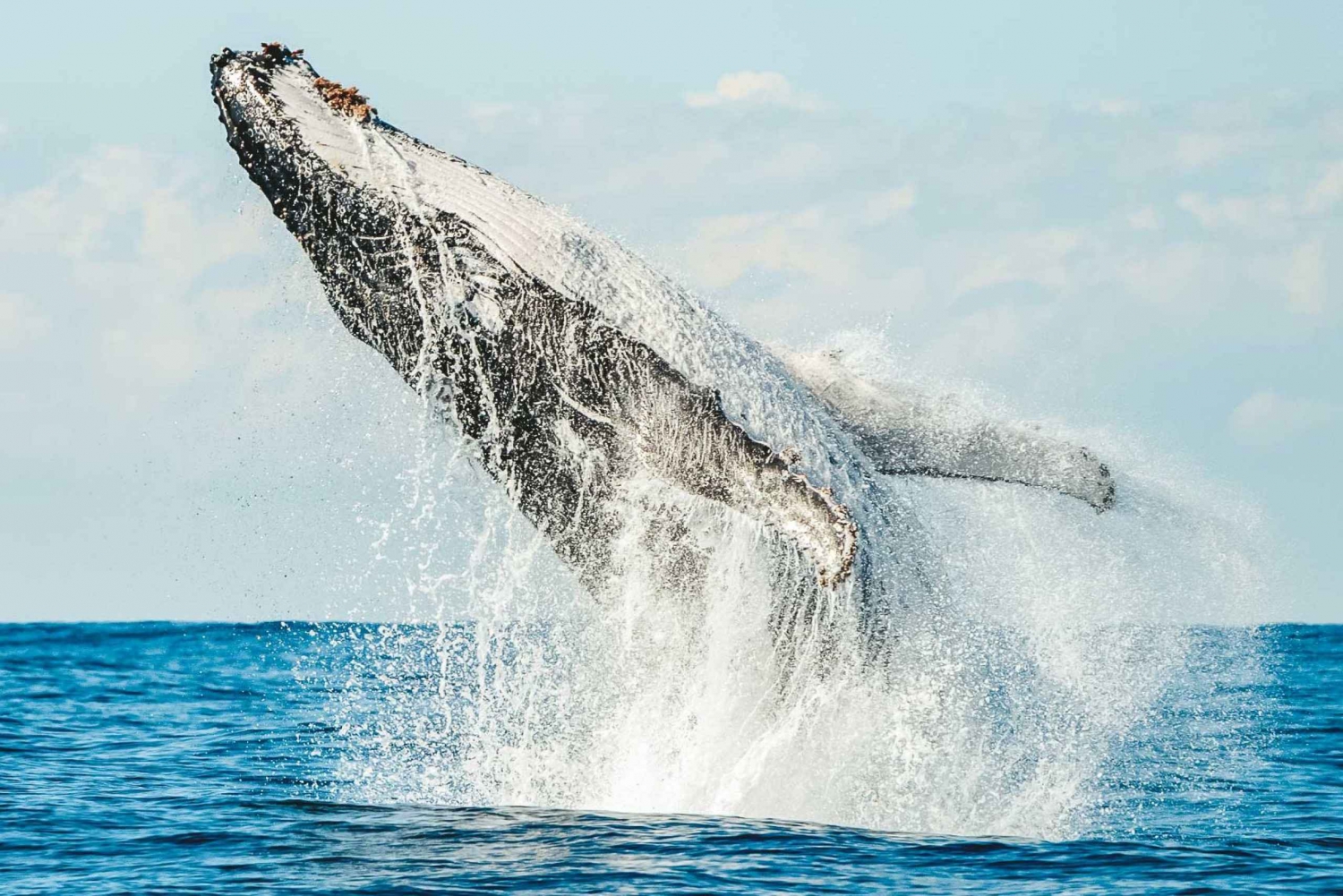 Byron Bay: Rejs z obserwacją wielorybów z biologiem morskim