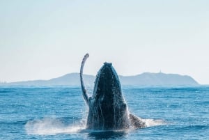 Byron Bay: Premier Whale Watch Cruise med marinbiolog