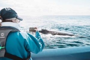 Byron Bay: Premium hvalsafaricruise med marinbiolog