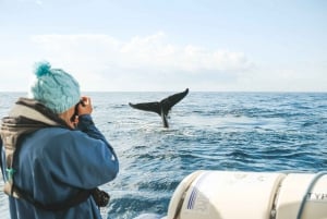 Byron Bay: Crucero de primera para avistar ballenas con un biólogo marino